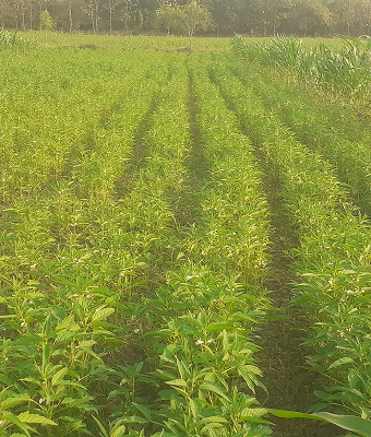 Natural Fertilization