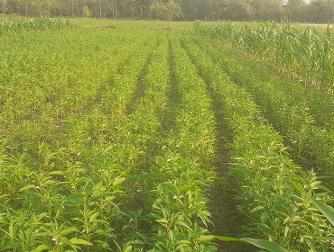 Natural Fertilization