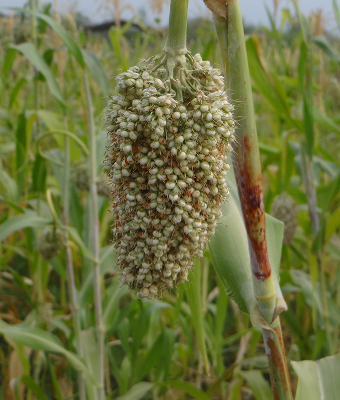 Preference for Indigenous