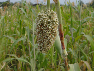 Preference for Indigenous