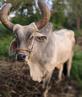 Tractors Replace Bulls